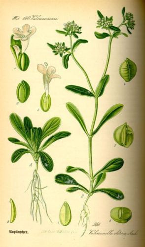 Valerianella Corn Sallet - Valerianella locusta - валерьянница, полевой салат